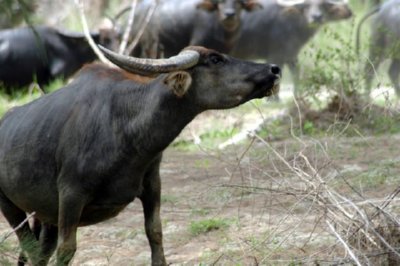GANADO (1)  LABRANZA